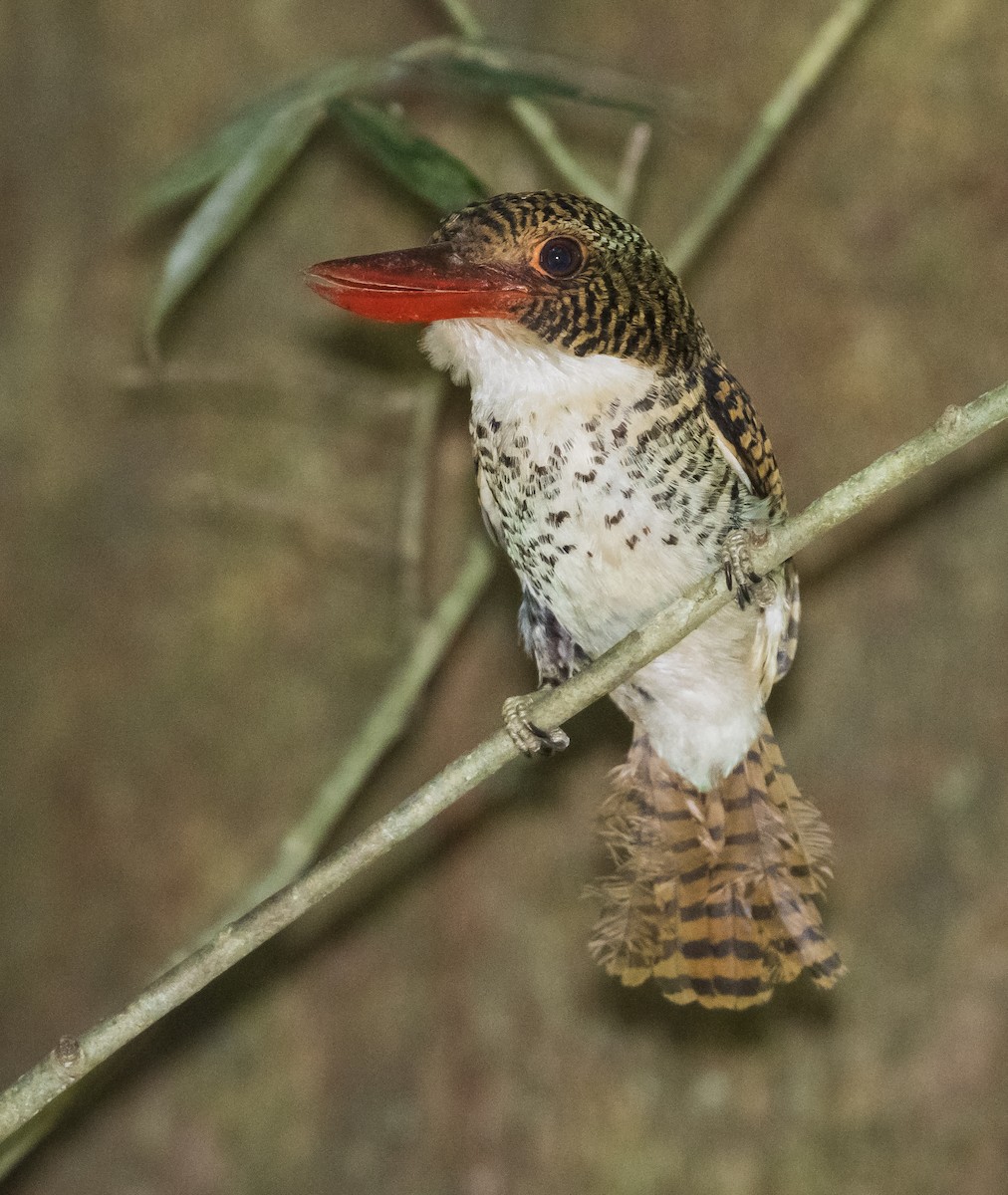 Banded Kingfisher - John le Rond