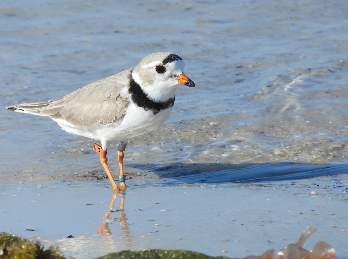 Piping Plover - Michael W. Sack
