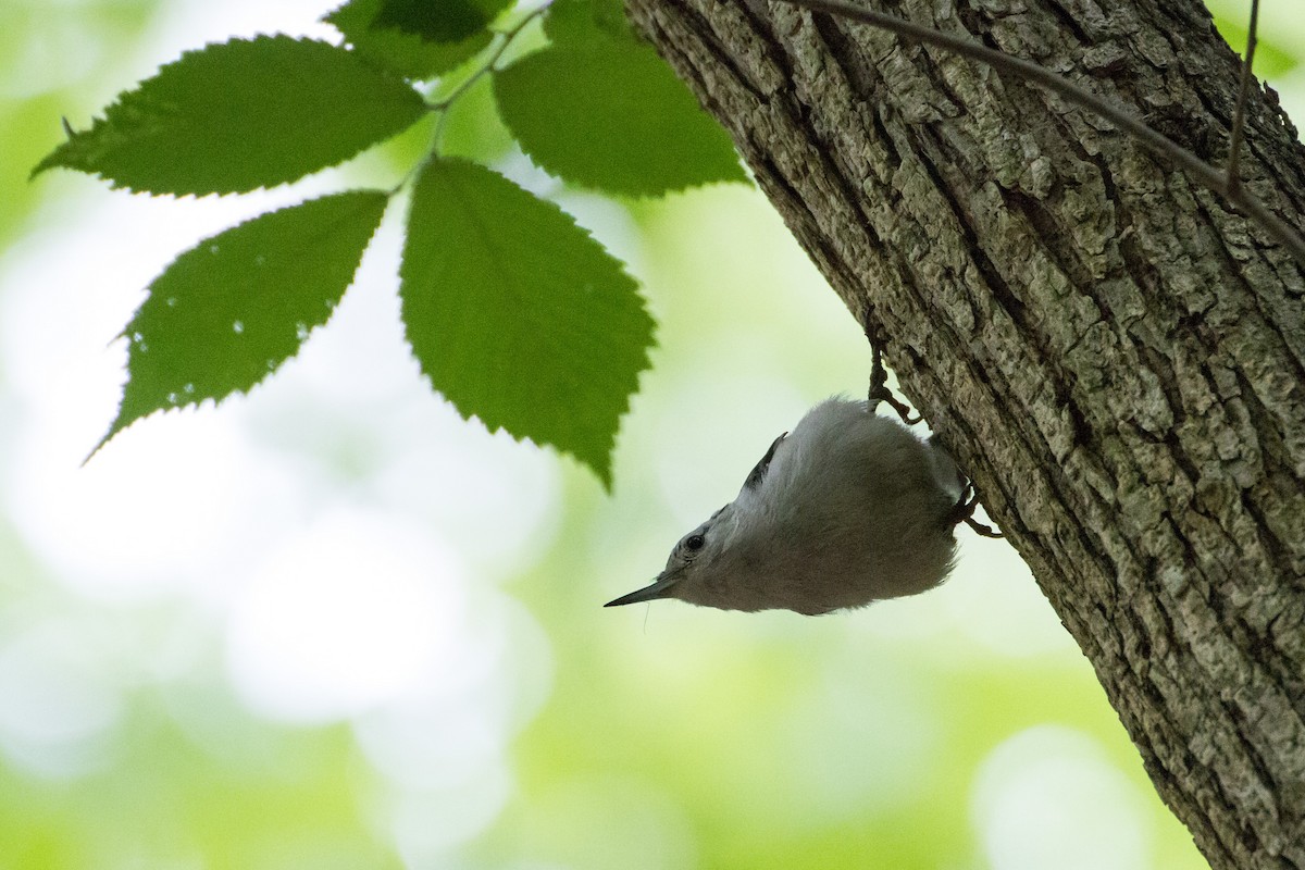 White-breasted Nuthatch - Stella Tea