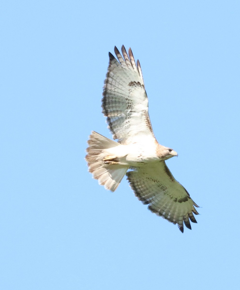 Red-tailed Hawk - ML618863901