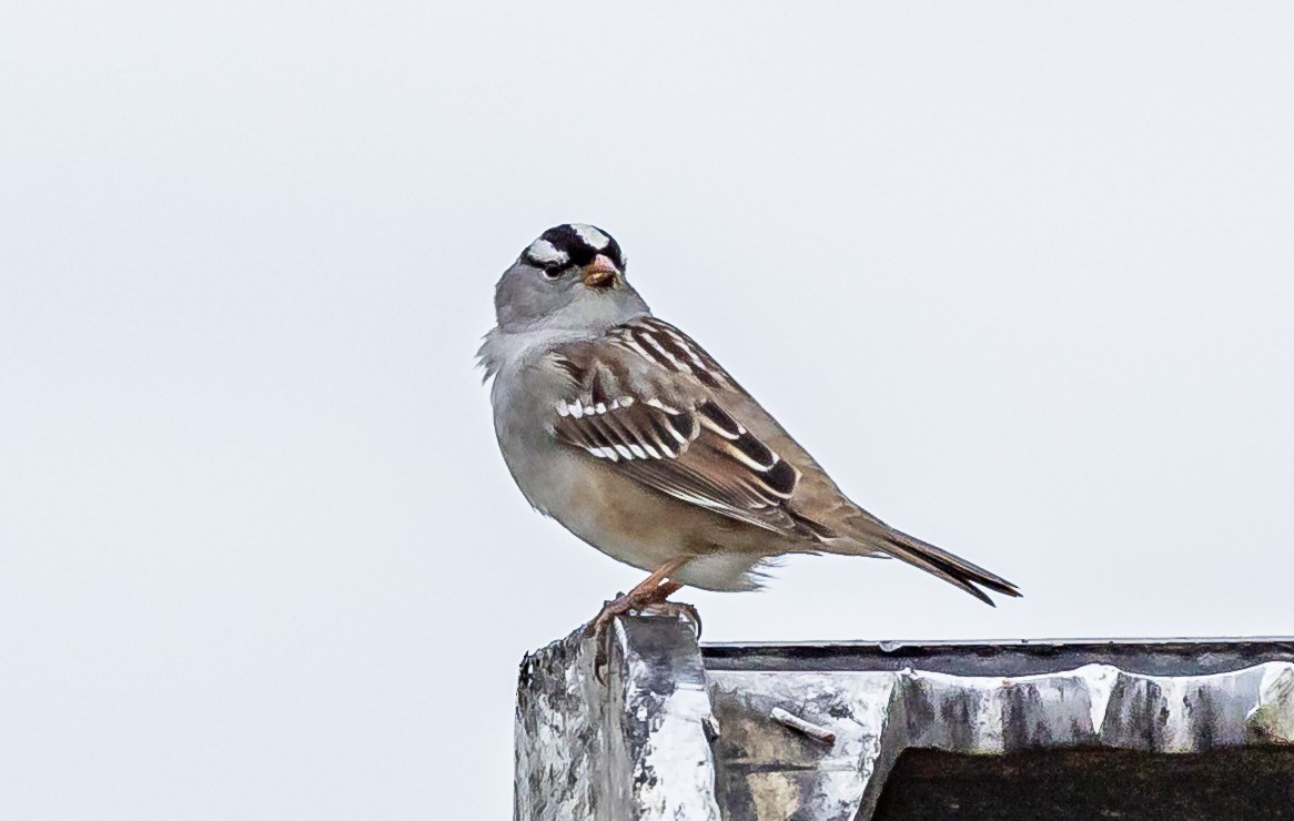 White-crowned Sparrow - ML618863909