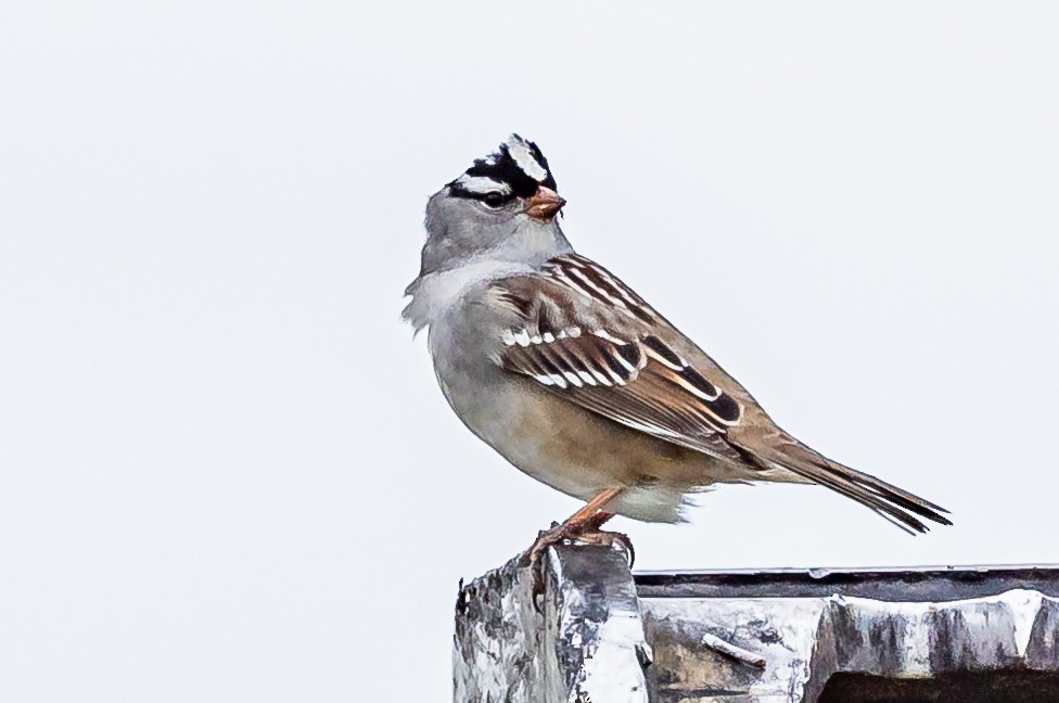 White-crowned Sparrow - ML618863910