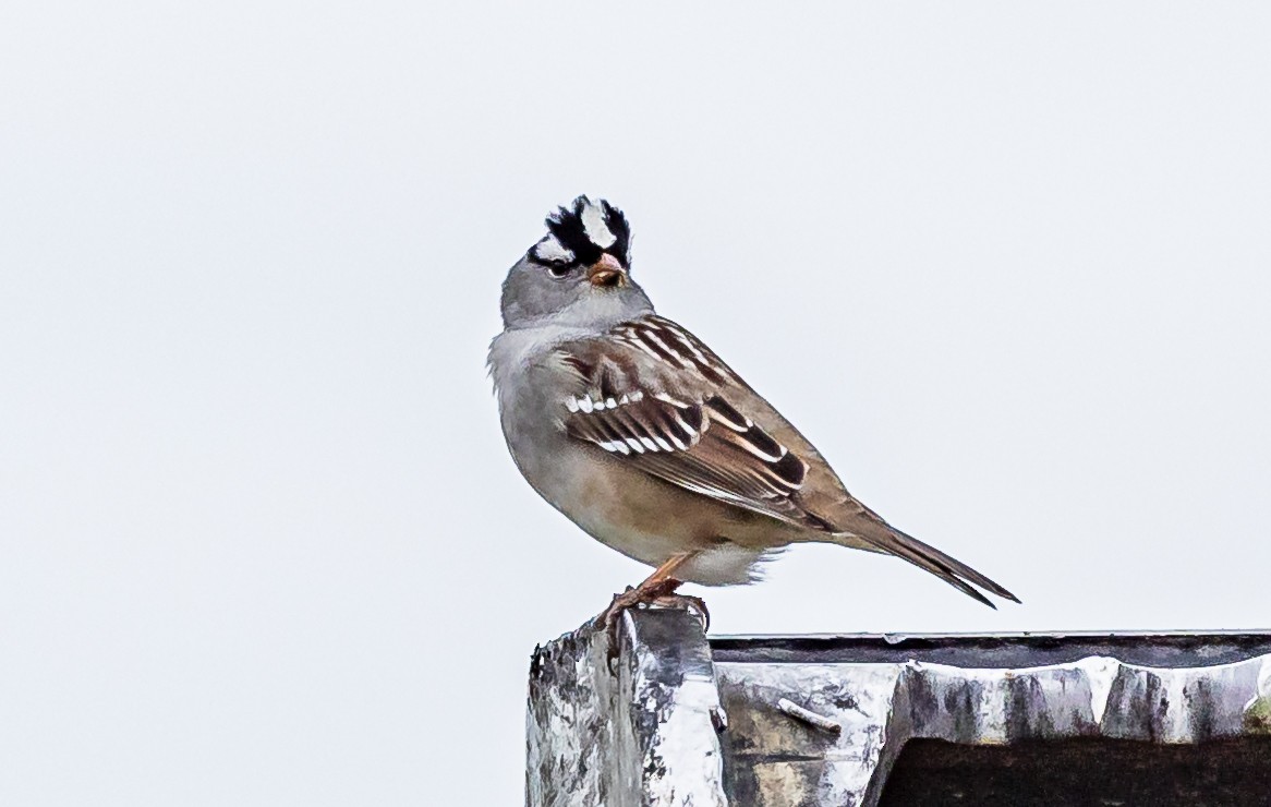White-crowned Sparrow - ML618863911