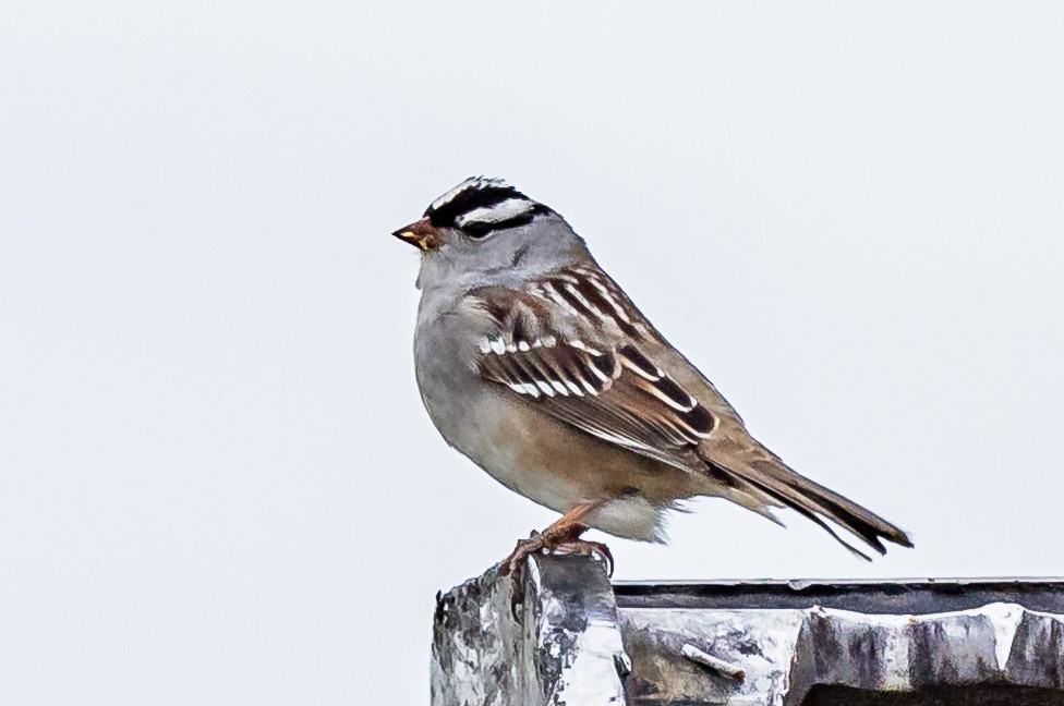 White-crowned Sparrow - ML618863912