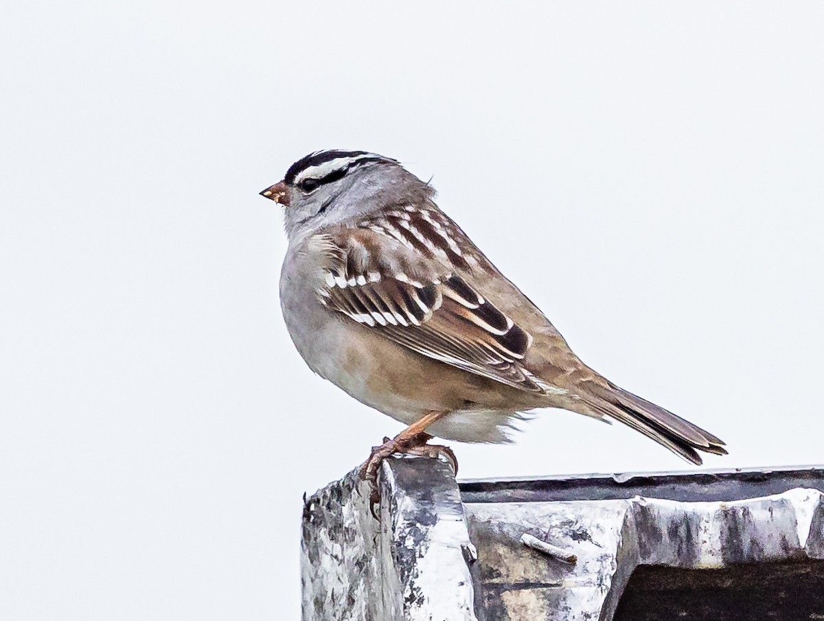 White-crowned Sparrow - Robert Bochenek
