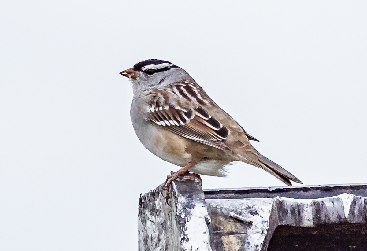 White-crowned Sparrow - Robert Bochenek