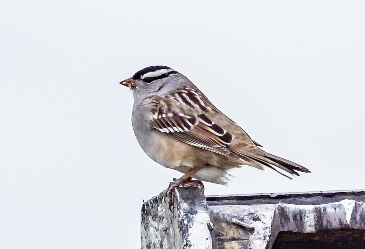 White-crowned Sparrow - ML618863917
