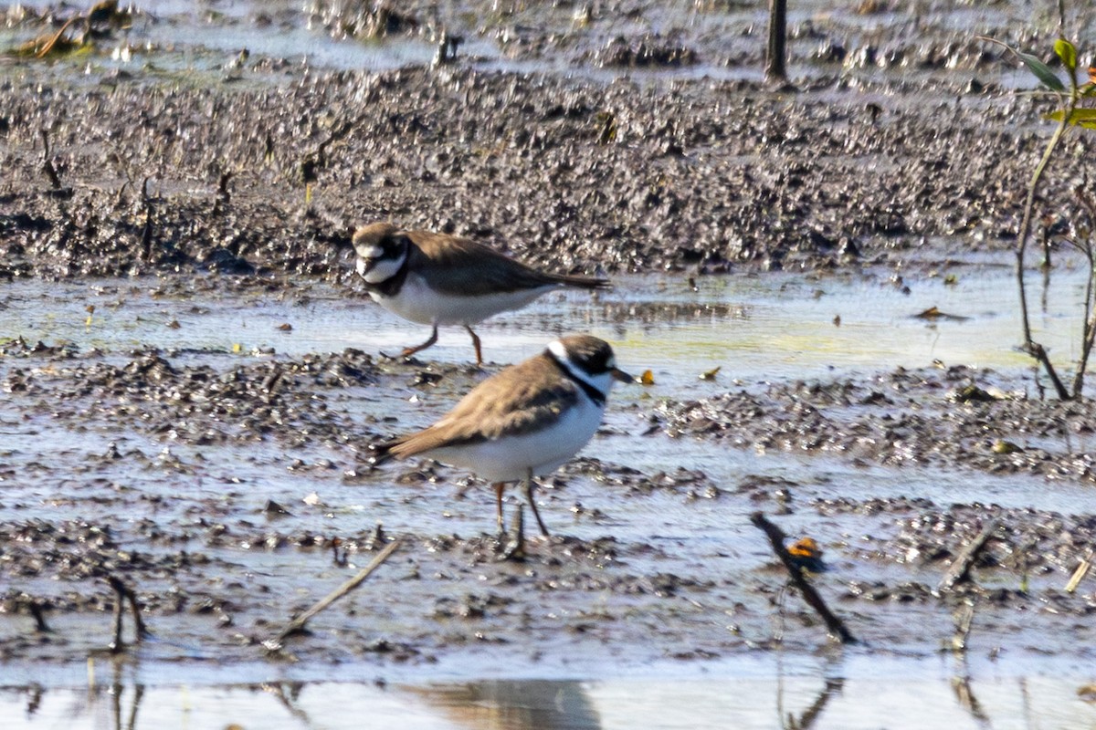 Semipalmated Plover - ML618863923