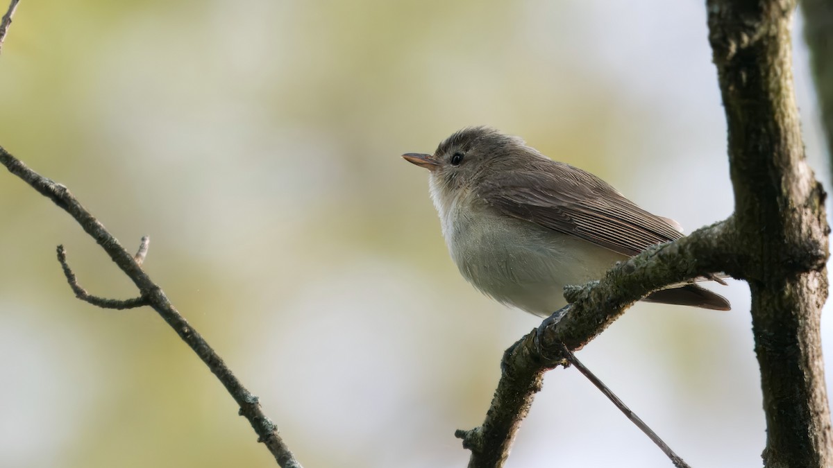 Warbling Vireo - Mark Cloutier