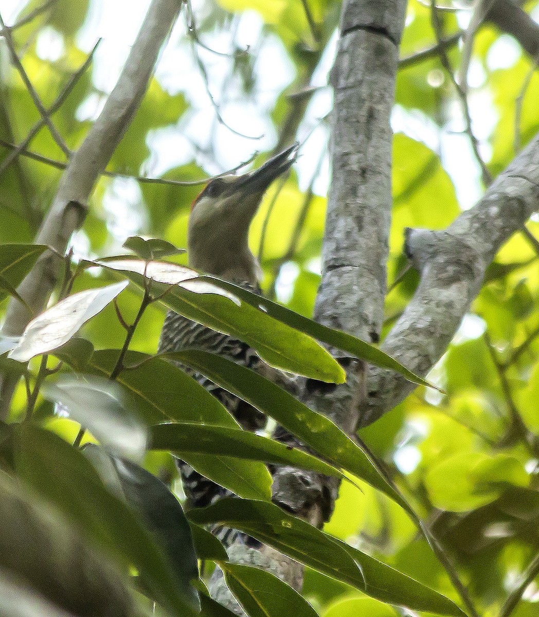 West Indian Woodpecker - ML618863955