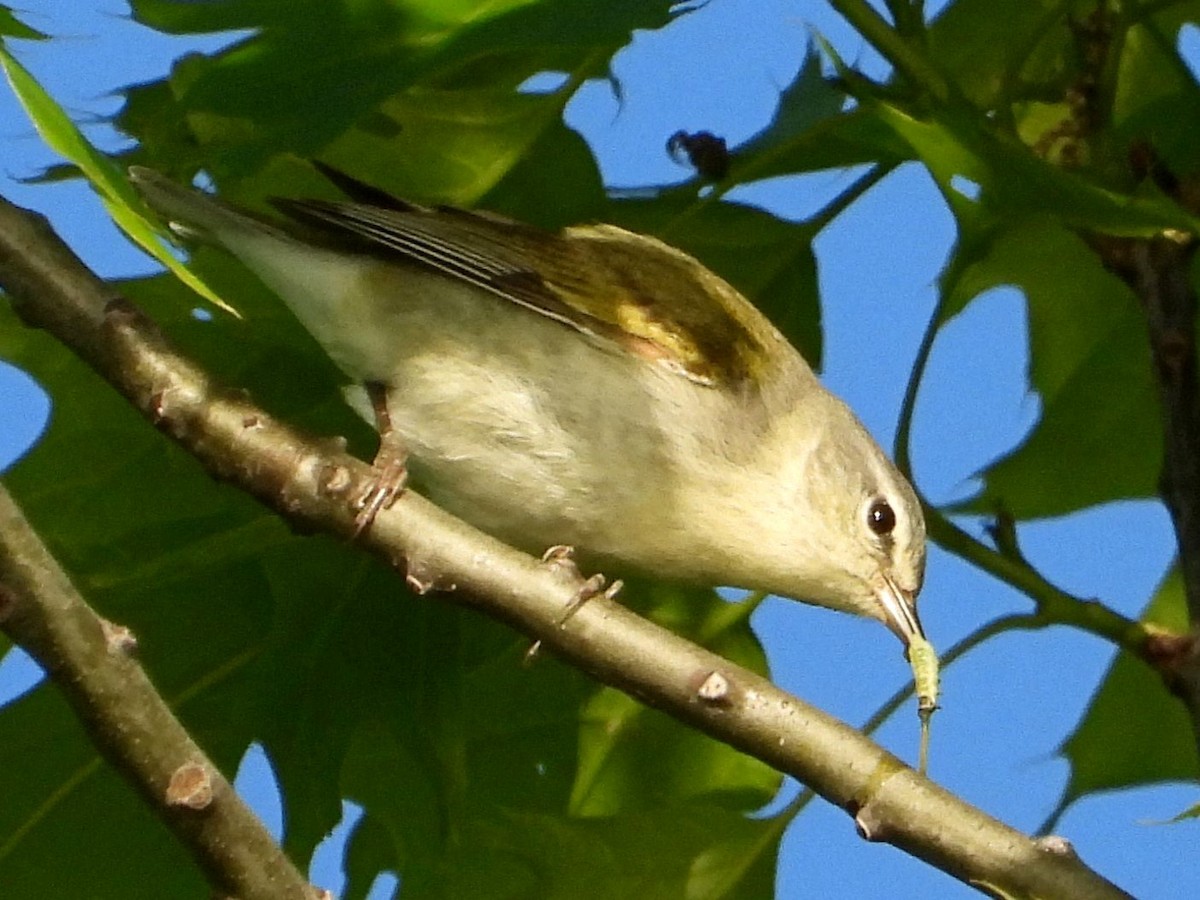 Tennessee Warbler - Mary Leigh