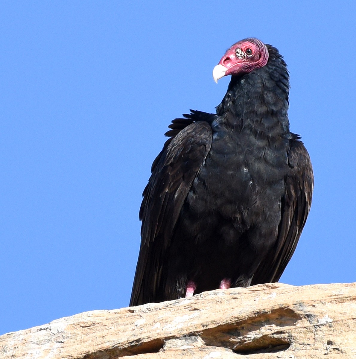 Turkey Vulture - ML618863976