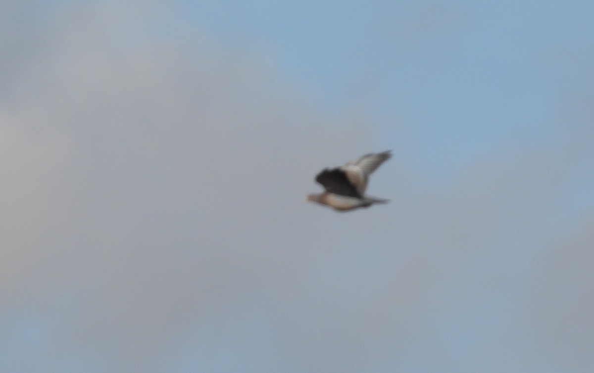 Spot-winged Pigeon - ML618863995