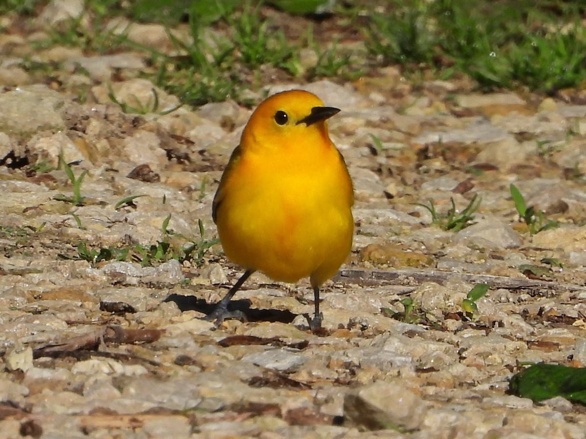 Prothonotary Warbler - Mary Leigh