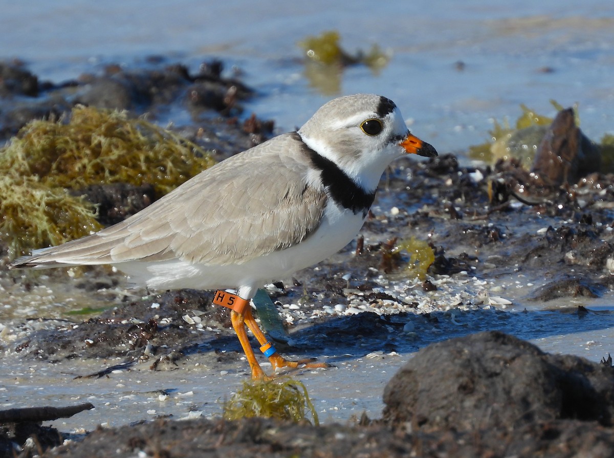 Piping Plover - ML618864010