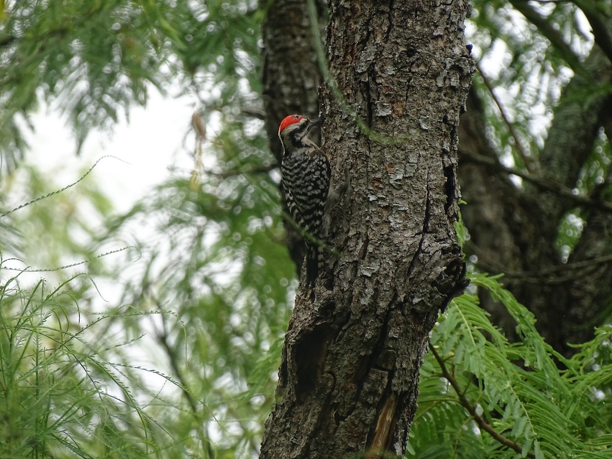 Ladder-backed Woodpecker - Baylor Cashen