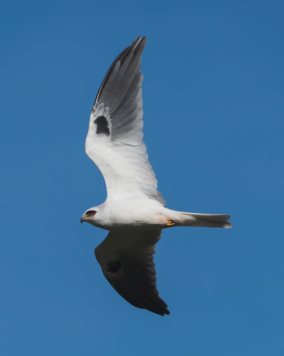 White-tailed Kite - ML618864020