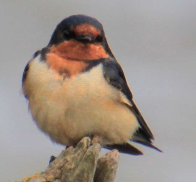 Barn Swallow (American) - ML618864022