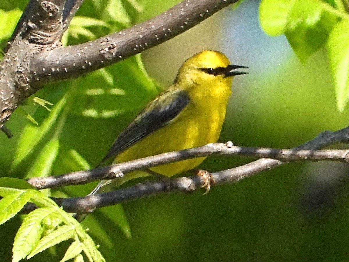 Blue-winged Warbler - Mary Leigh