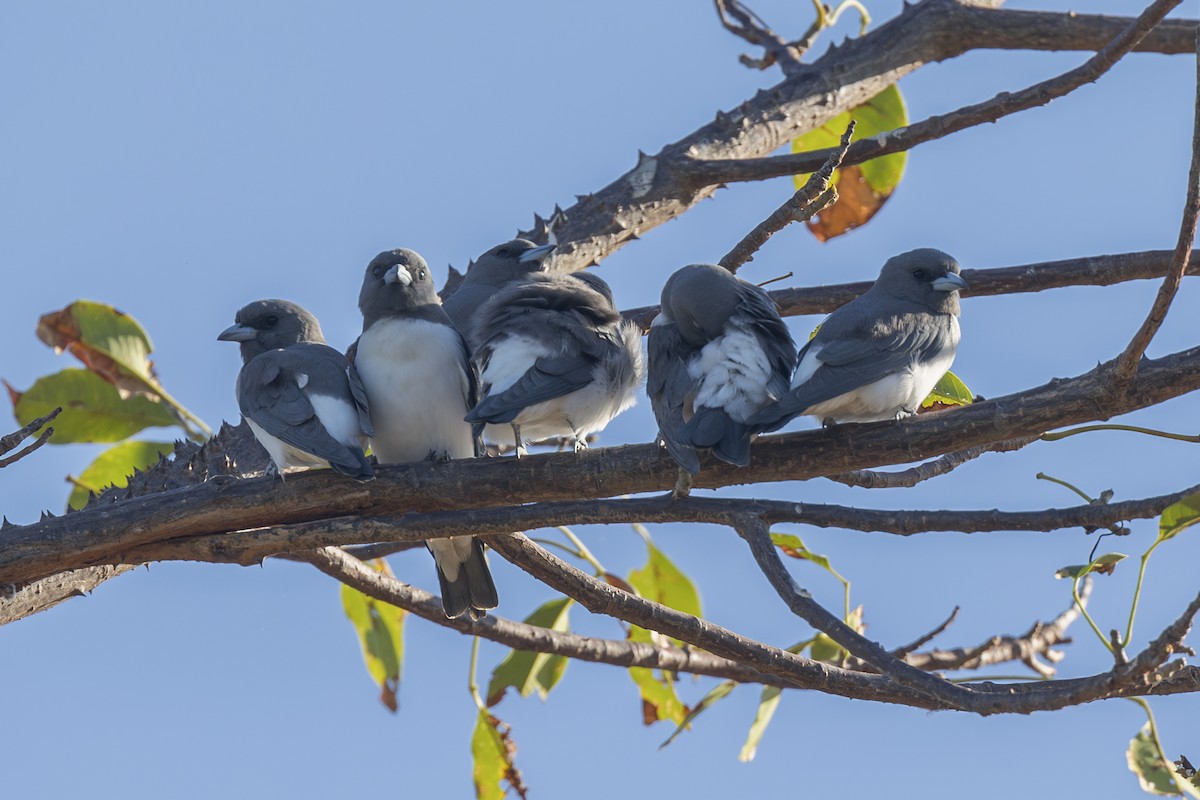 White-breasted Woodswallow - ML618864037