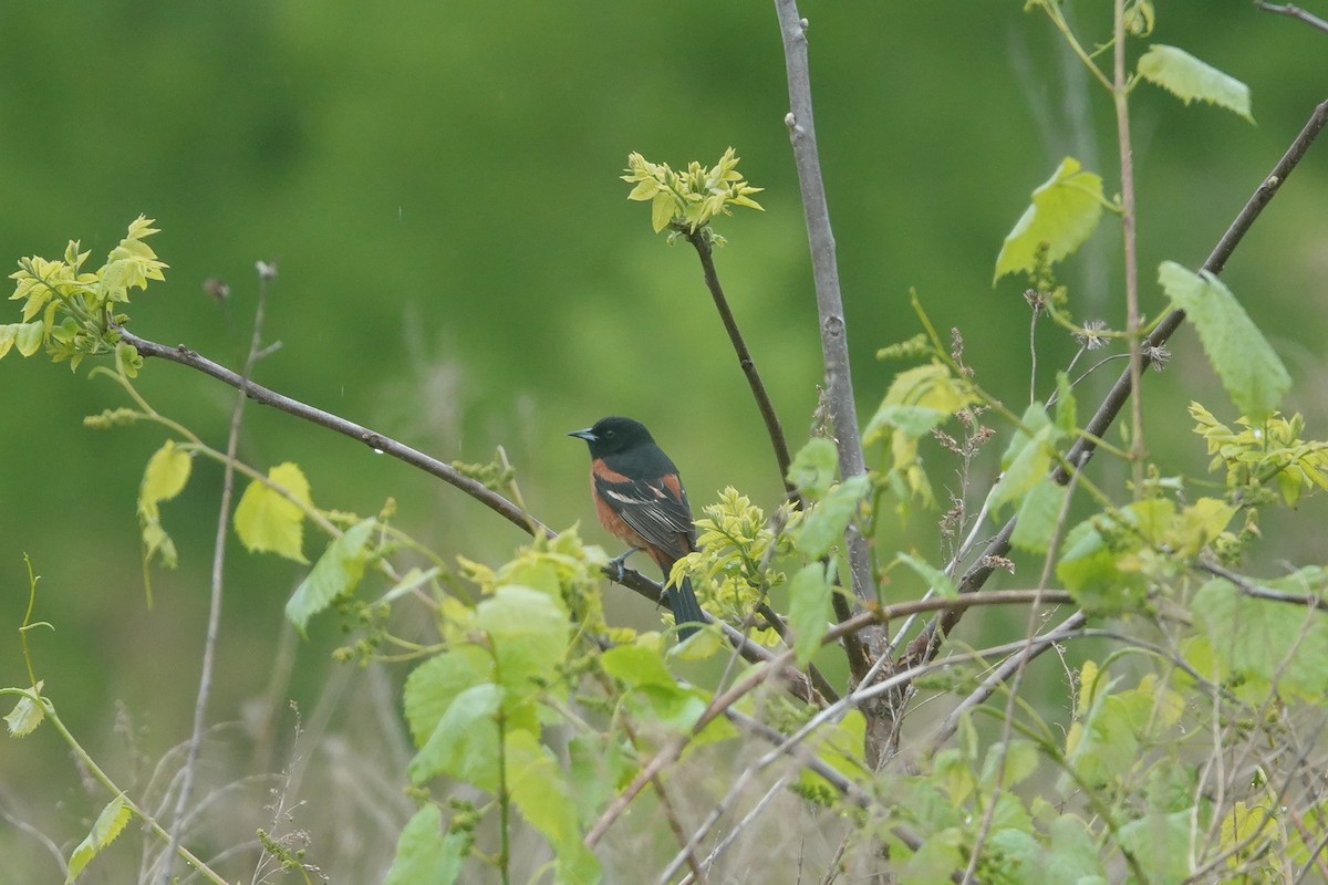 Orchard Oriole - ML618864045