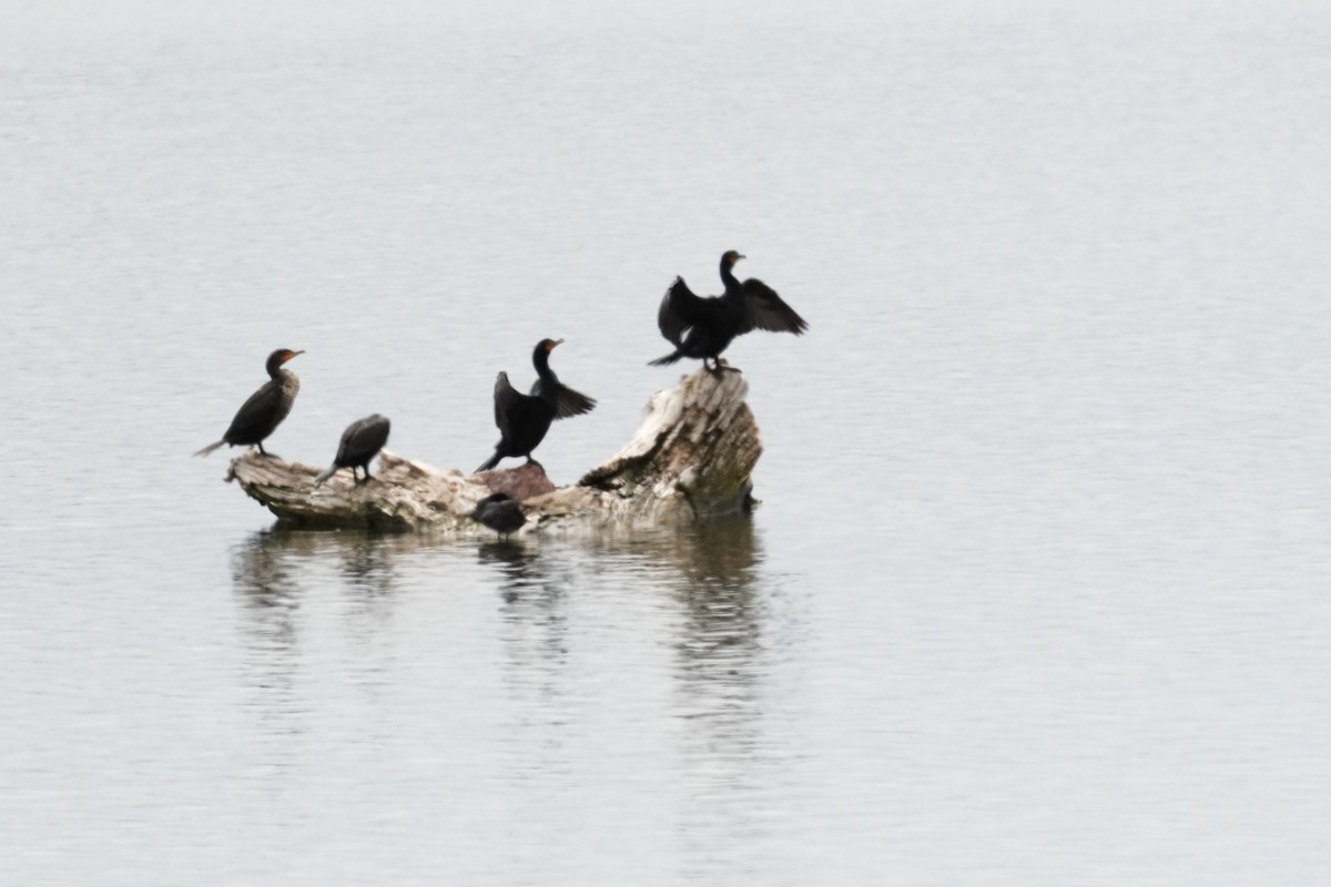 Double-crested Cormorant - Kristy Dhaliwal