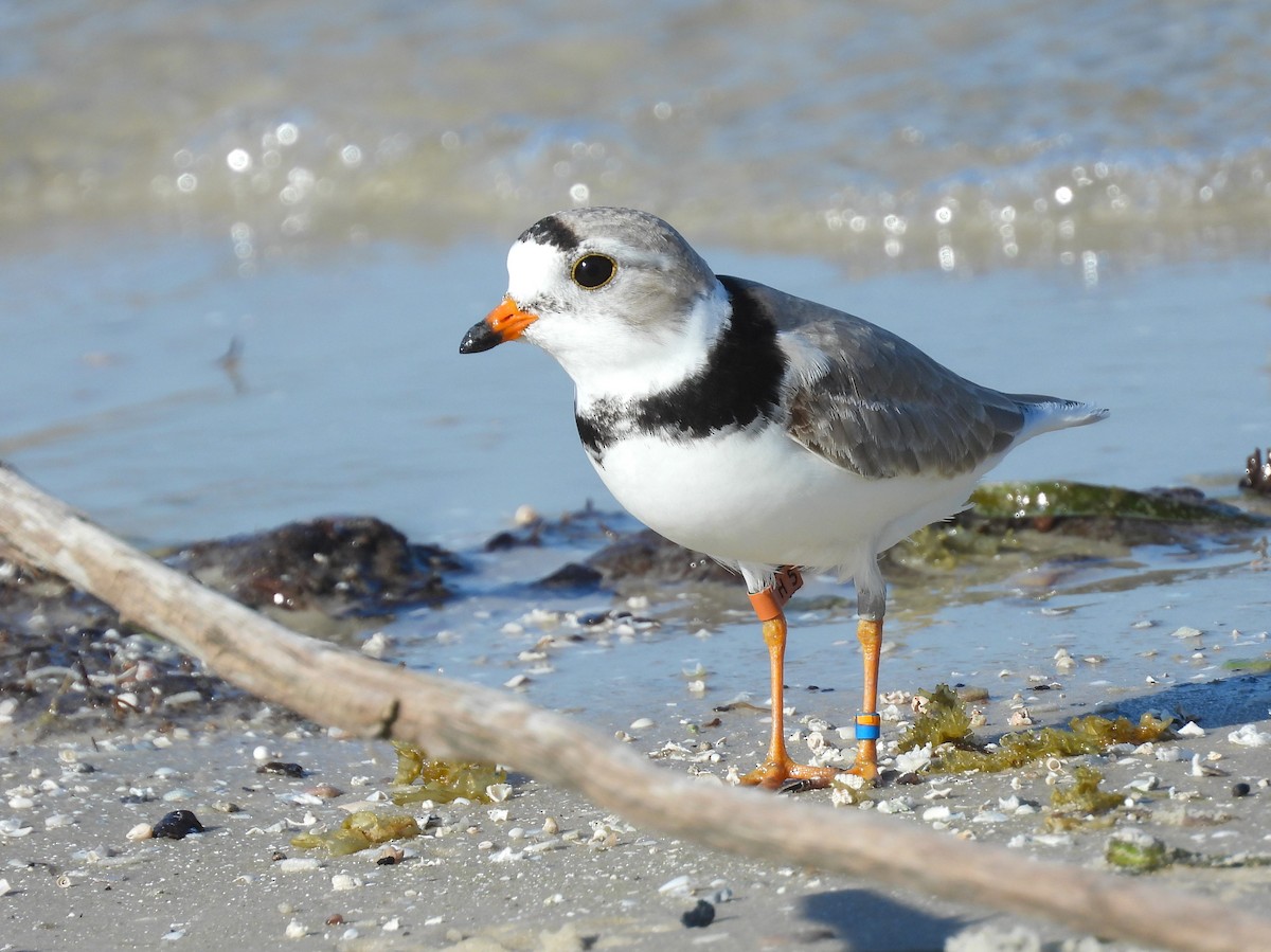 Piping Plover - ML618864069