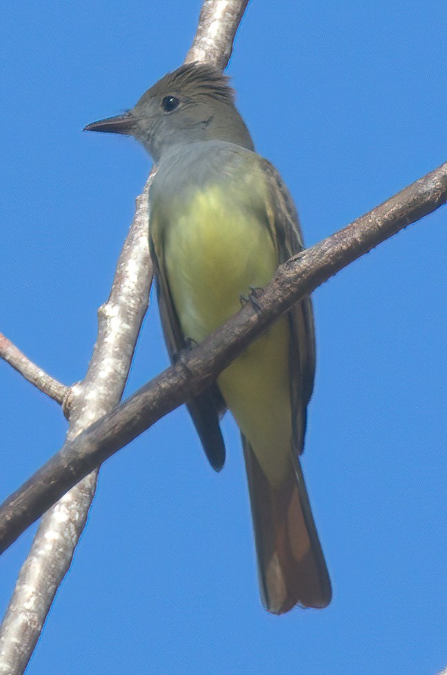 Great Crested Flycatcher - ML618864116