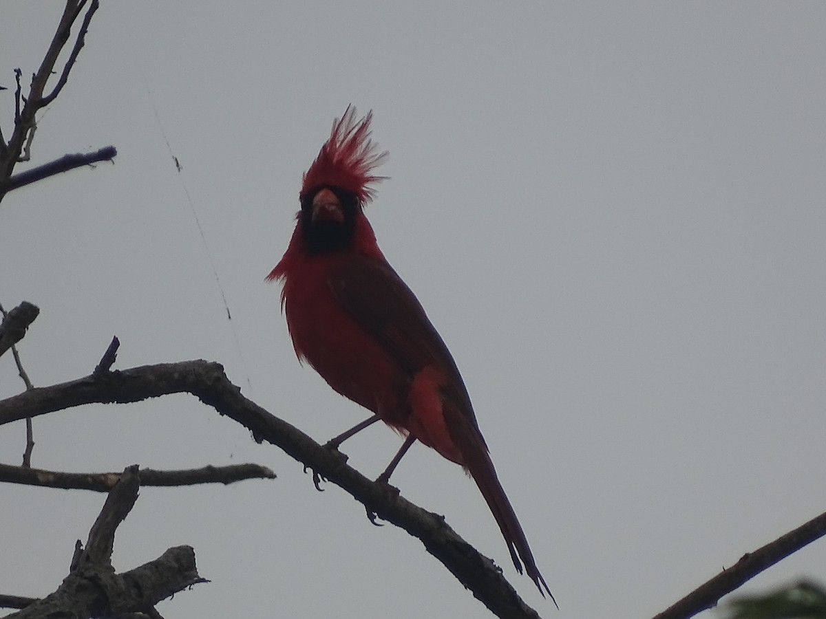 Northern Cardinal - Baylor Cashen