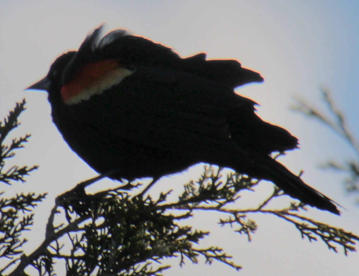 Red-winged Blackbird (Red-winged) - ML618864201