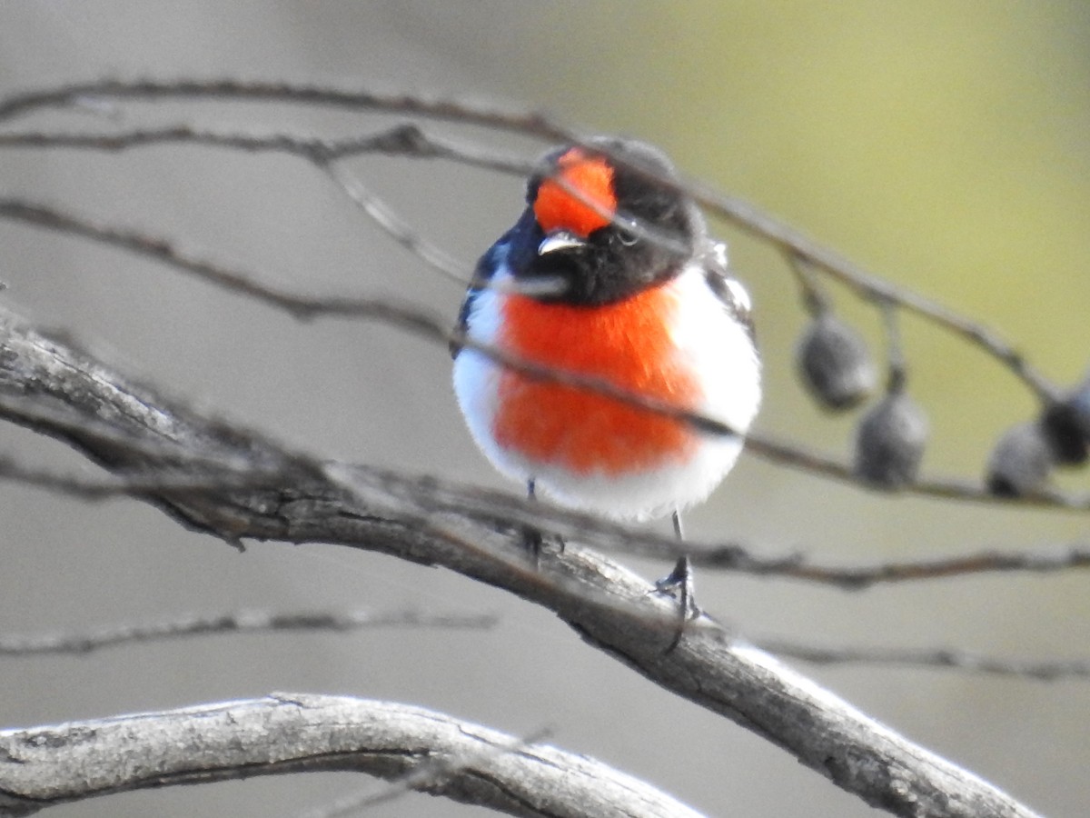Red-capped Robin - ML618864206