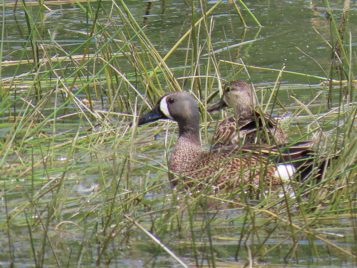 Blue-winged Teal - ML618864209