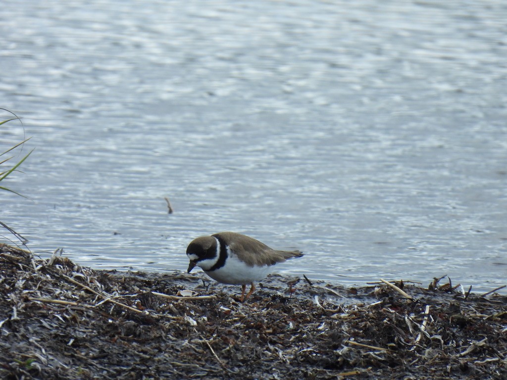 Semipalmated Plover - ML618864213
