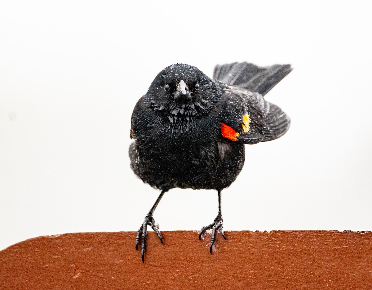 Red-winged Blackbird - Gabrielle Harper