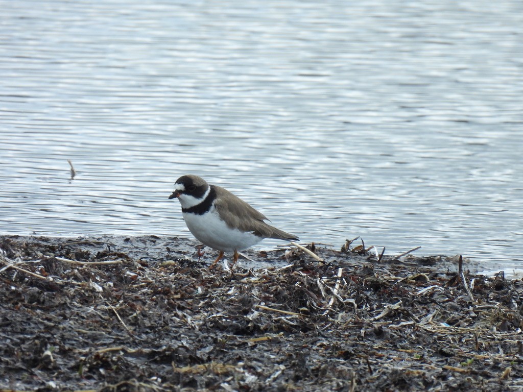 Semipalmated Plover - ML618864228