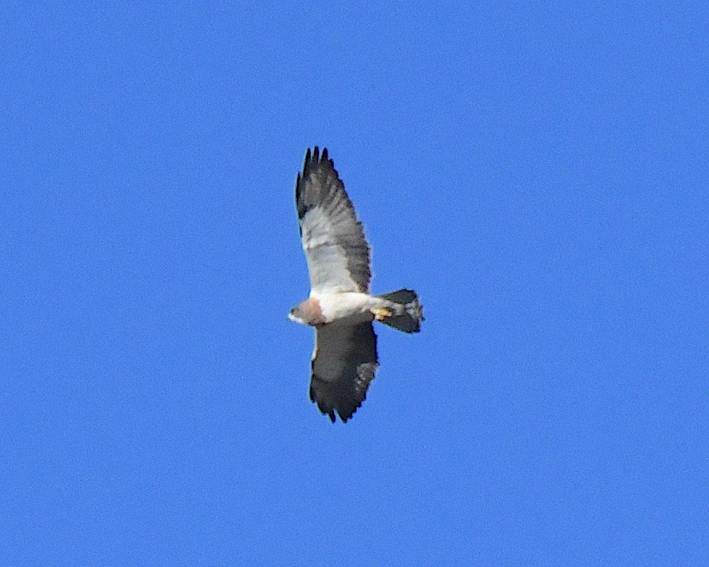 Swainson's Hawk - Ted Wolff