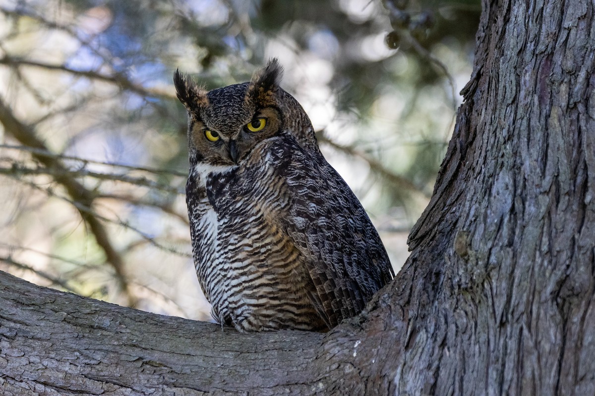 Great Horned Owl - ML618864276