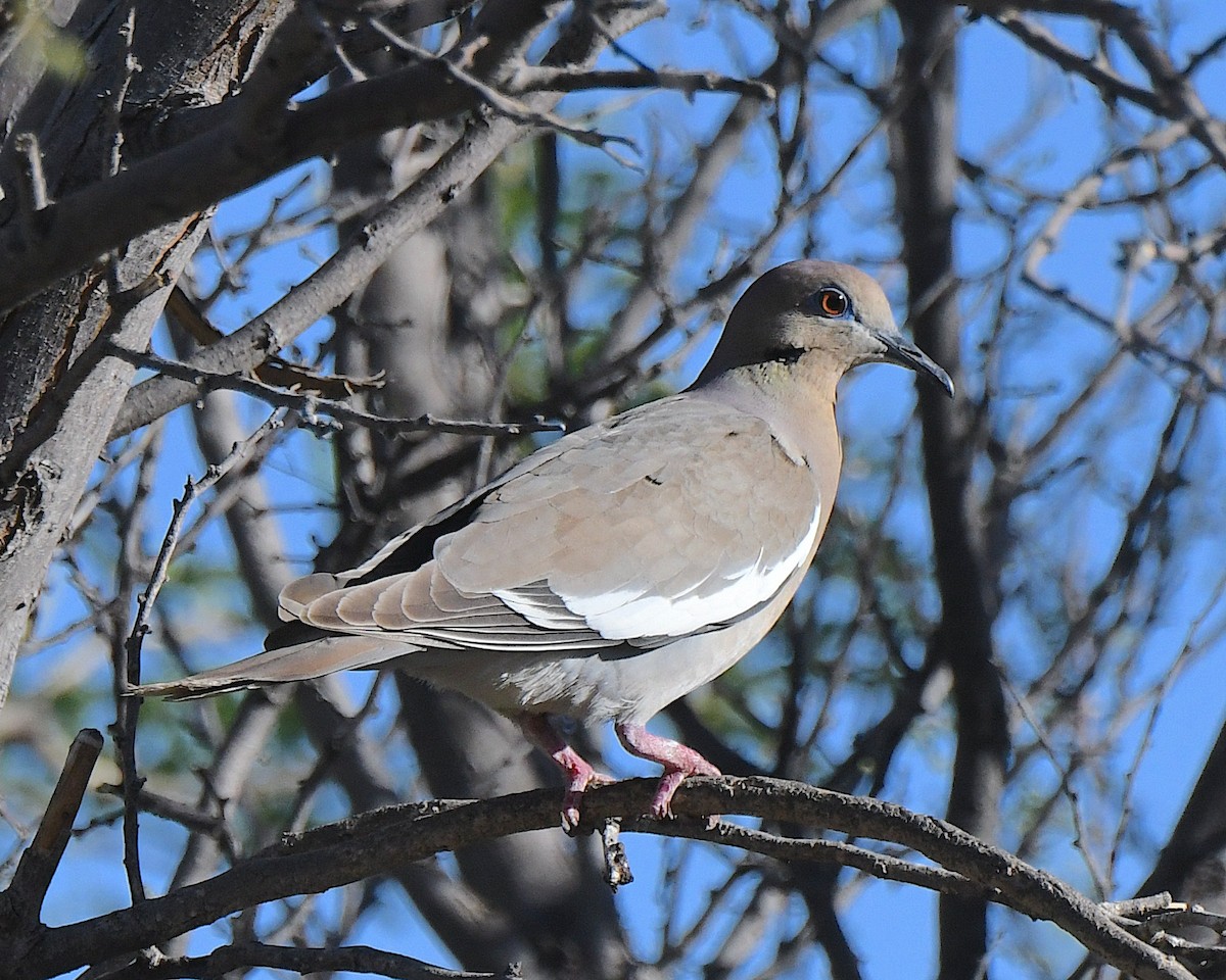 White-winged Dove - ML618864301