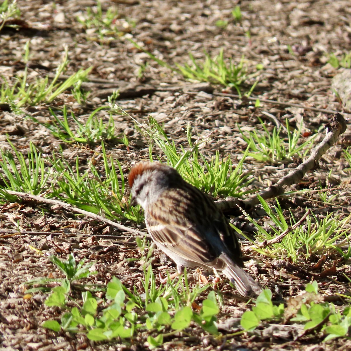 Chipping Sparrow - ML618864305