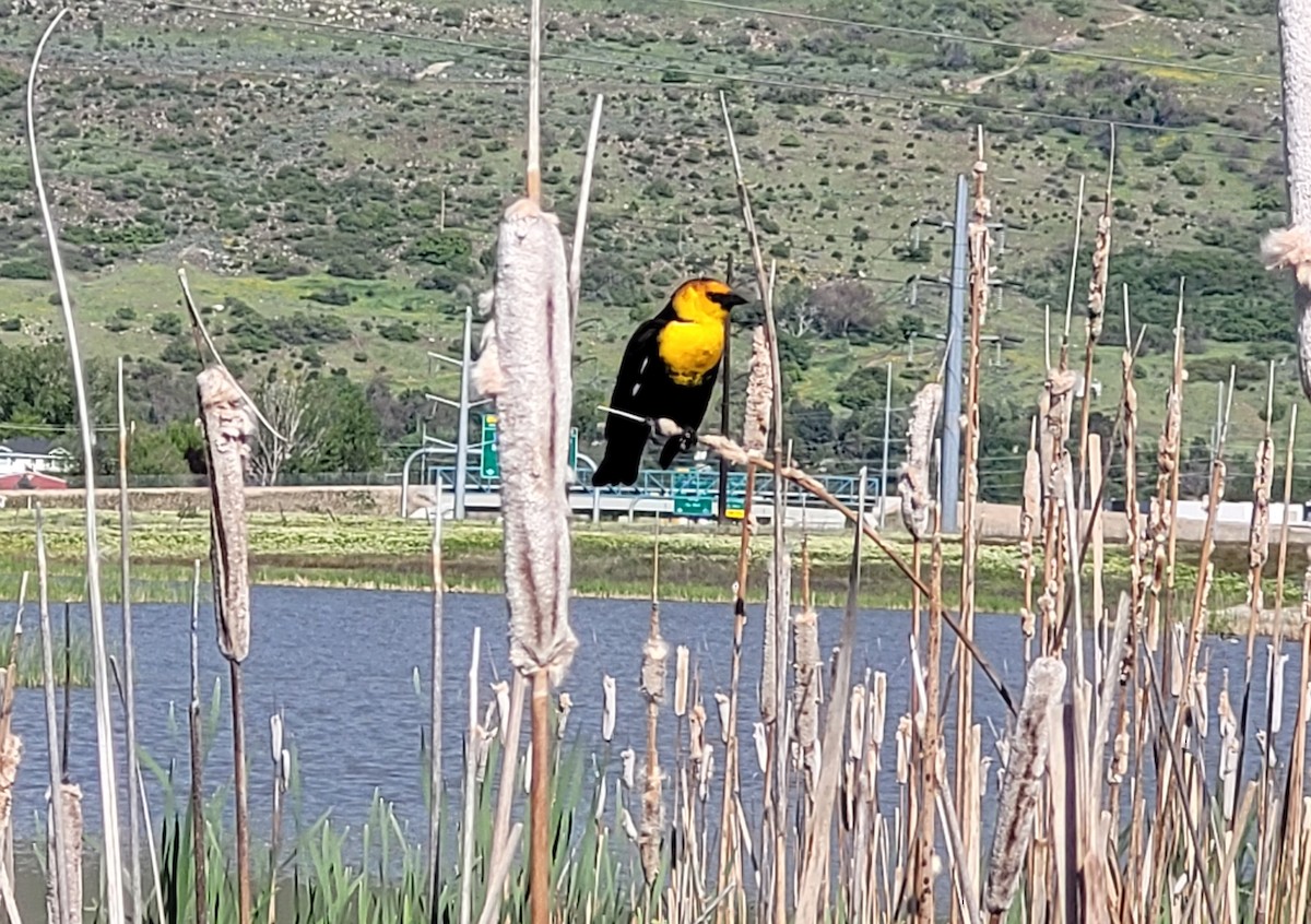 Yellow-headed Blackbird - ML618864313