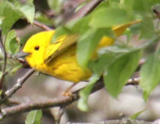 Yellow Warbler (Northern) - ML618864321
