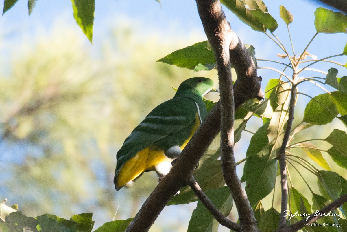 Cloven-feathered Dove - ML618864327