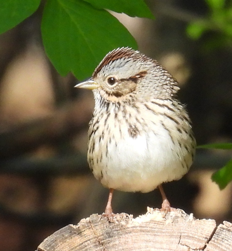 Lincoln's Sparrow - Missy Bowen