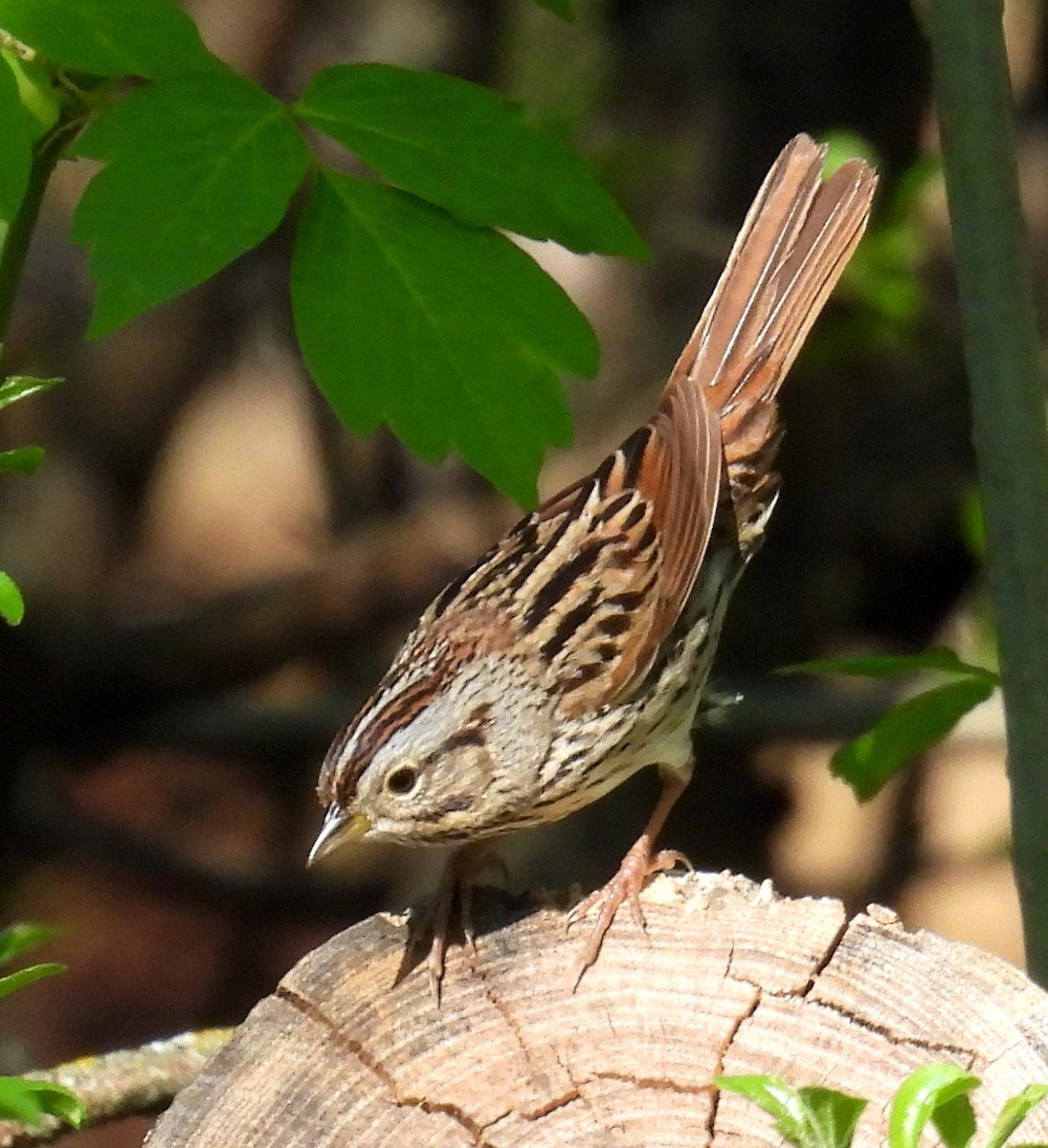 Lincoln's Sparrow - Missy Bowen
