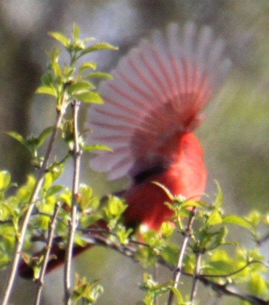 Northern Cardinal (Common) - Samuel Harris