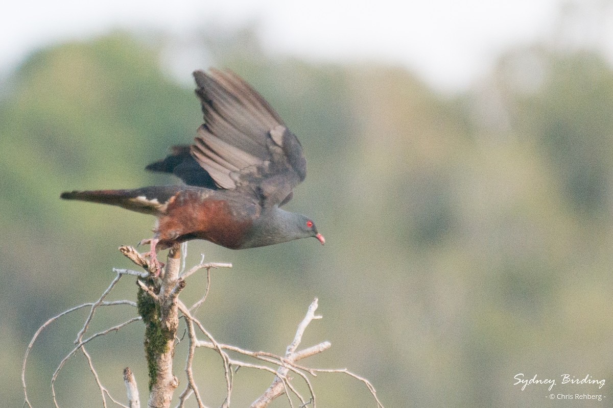 New Caledonian Imperial-Pigeon - Chris Rehberg  | Sydney Birding