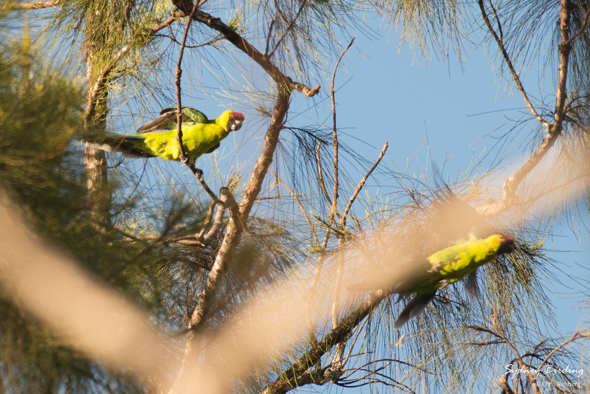 Horned Parakeet - Chris Rehberg  | Sydney Birding