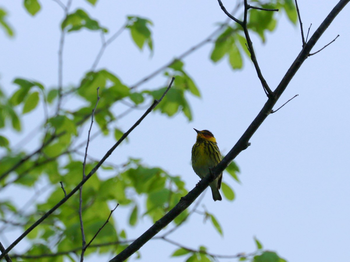 Cape May Warbler - ML618864371