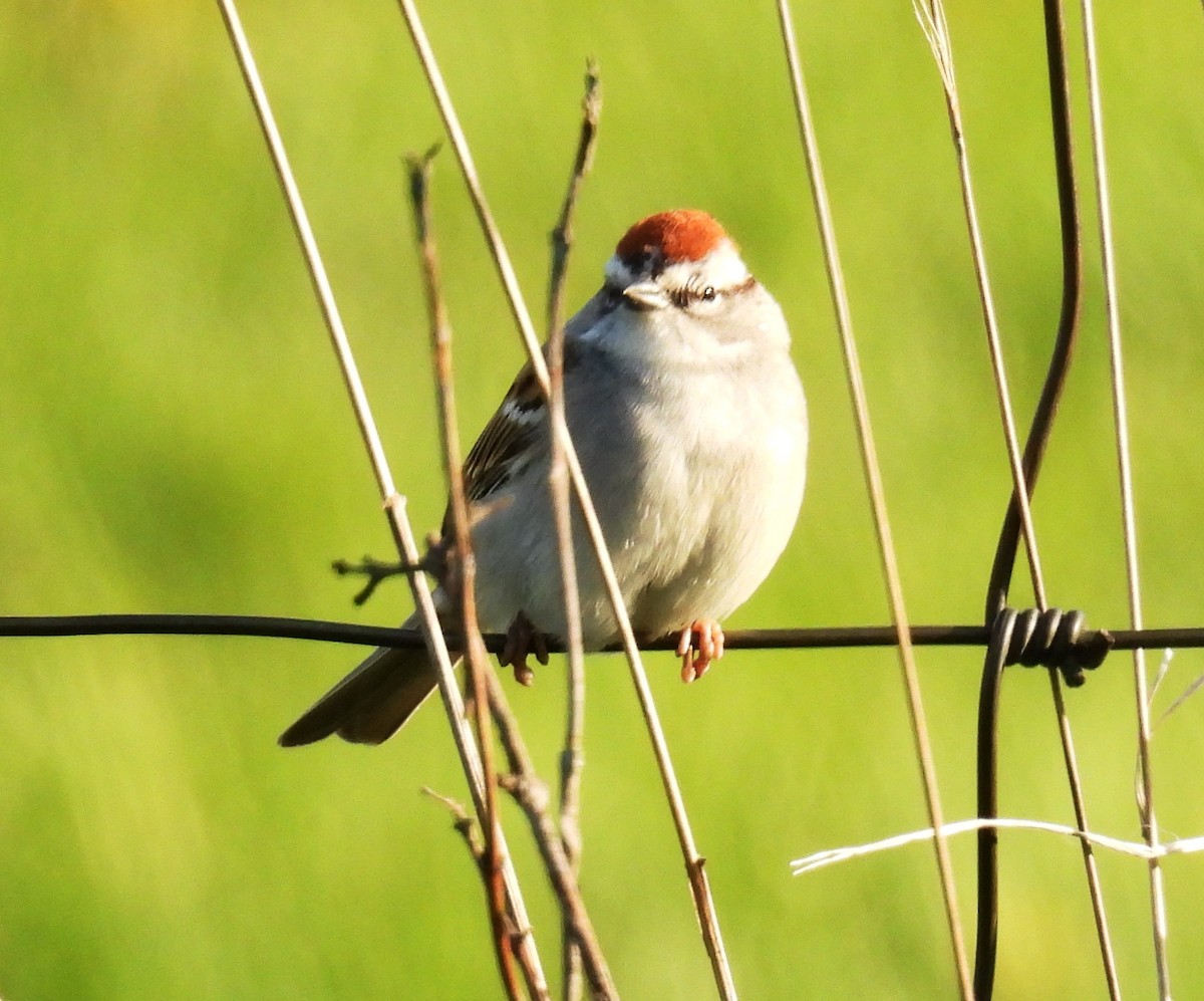 Chipping Sparrow - Missy Bowen