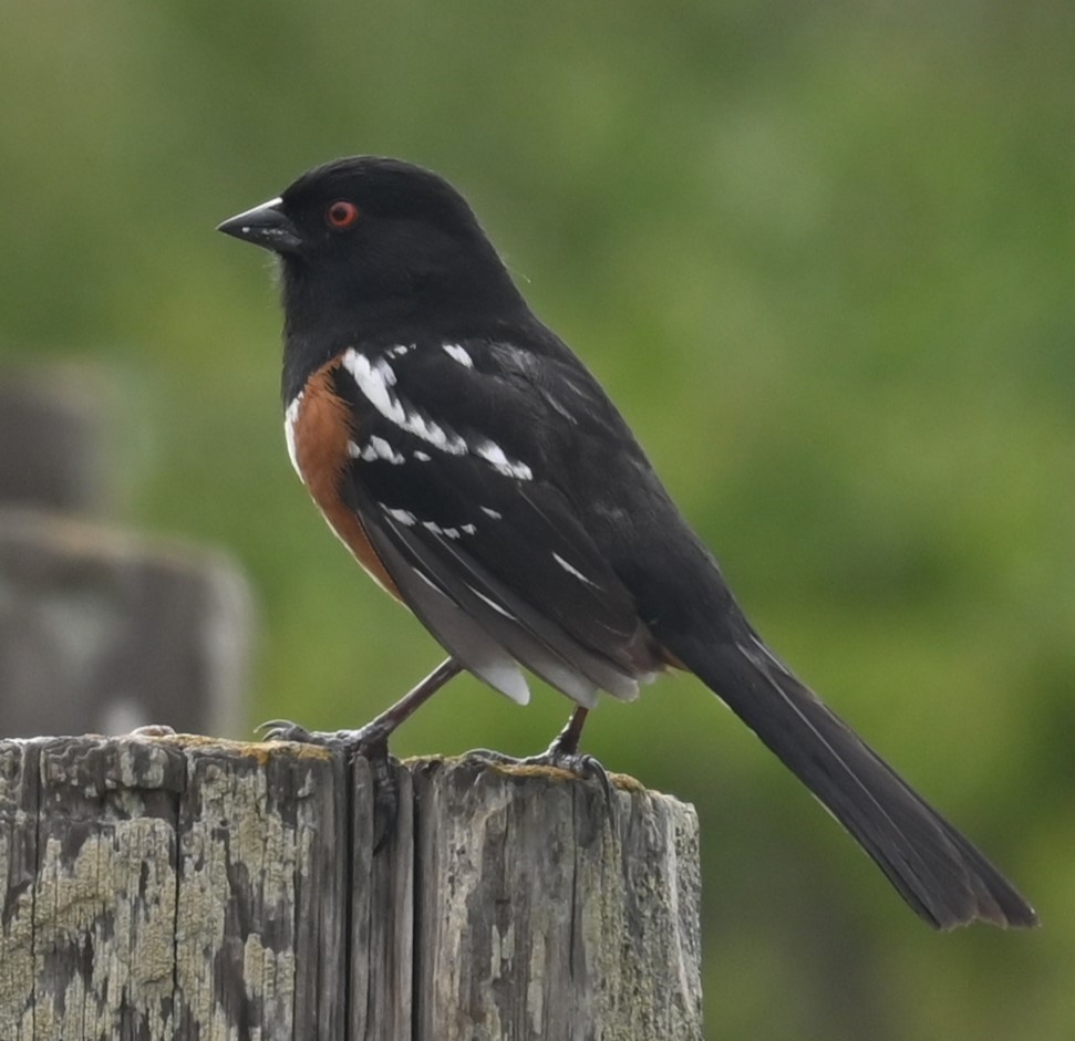 Spotted Towhee - ML618864411